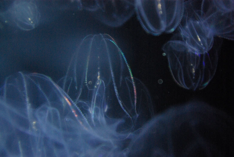 some blurry blue and black bubbles on dark background