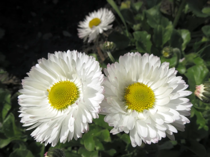 three white flowers with yellow centers are growing together