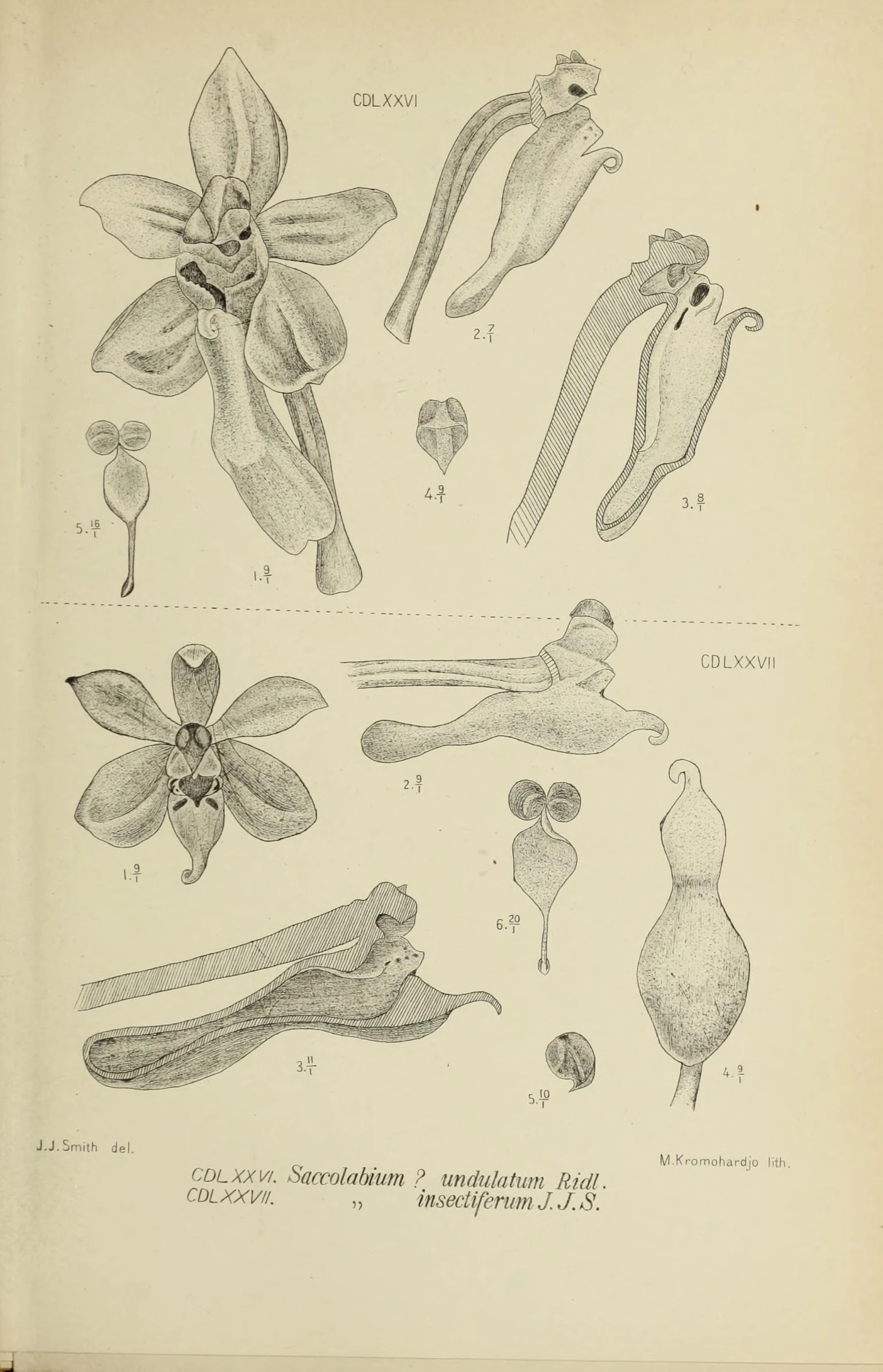 a page from a victorian textbook with different flowers