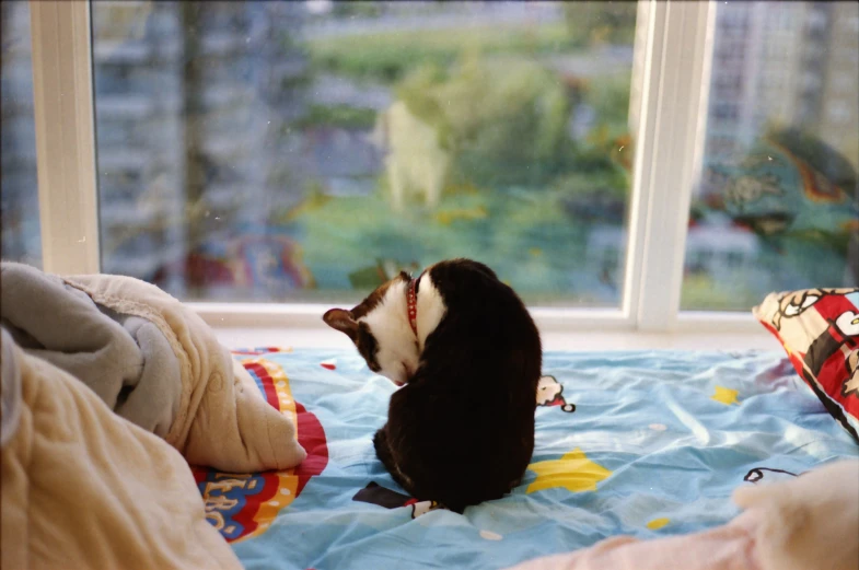 a black and white cat on a blanket looking out a window