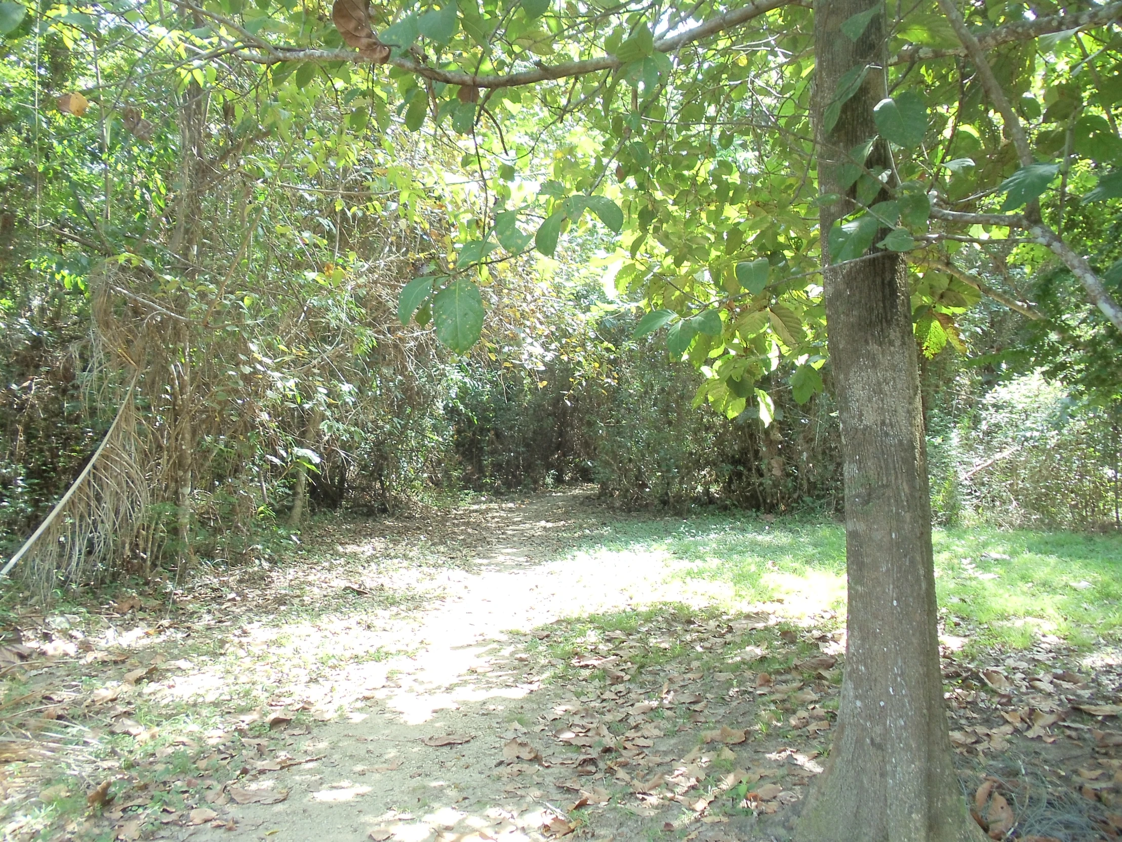 a dirt path leading through the woods and a wooded area