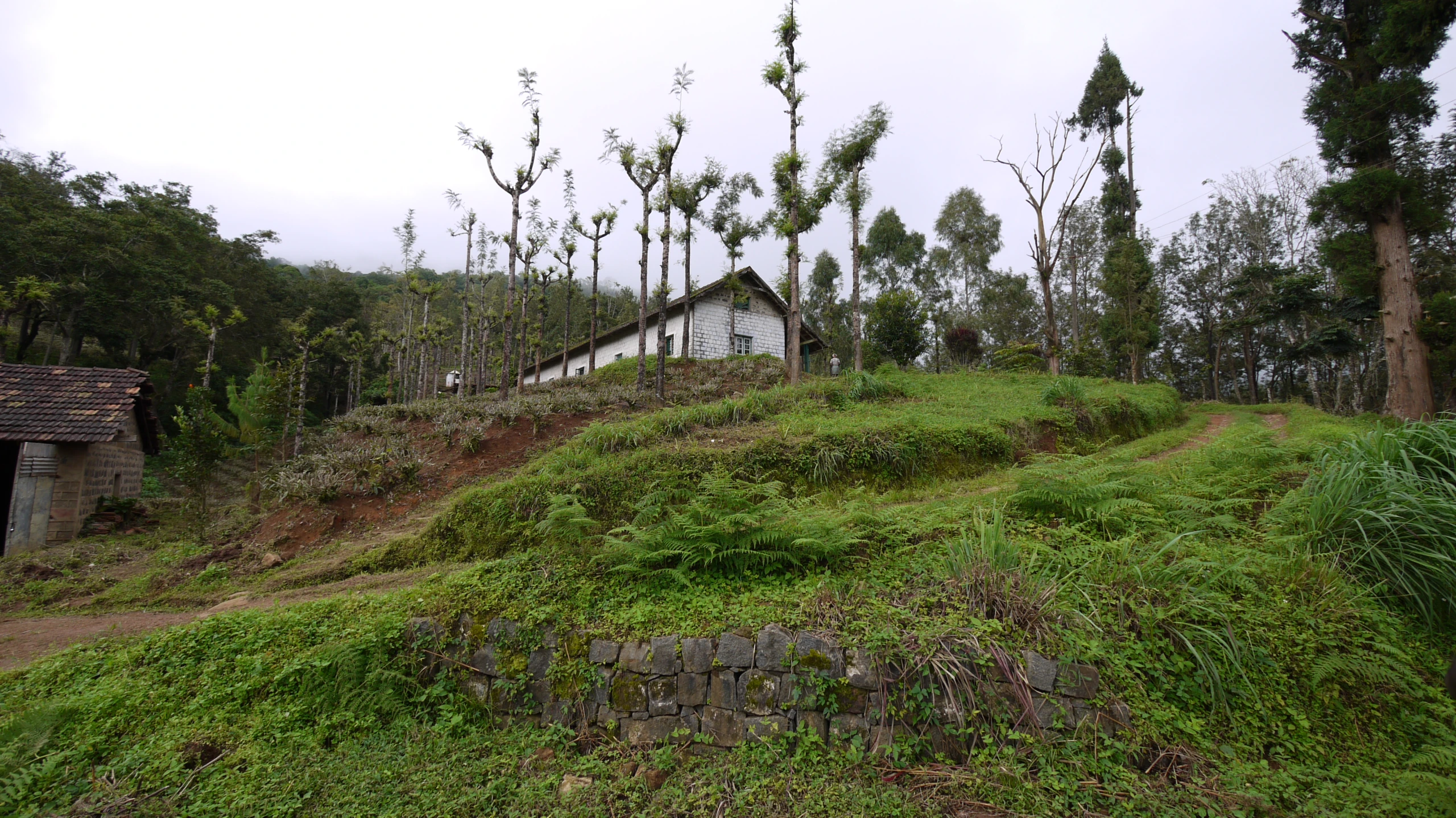 the hill has several trees near it