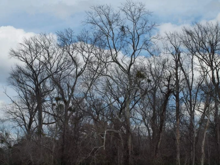 the view of trees in the area has a lot of leaves