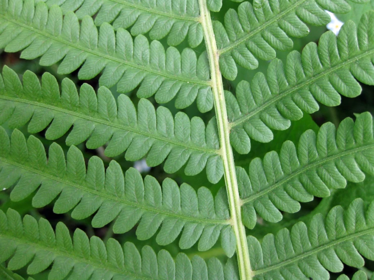 a large green leaf with several tiny white spots