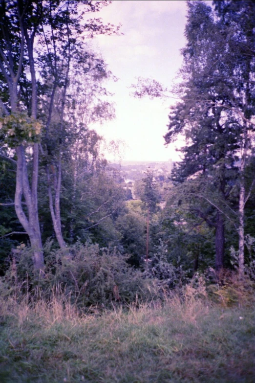 trees are around a hill in the woods