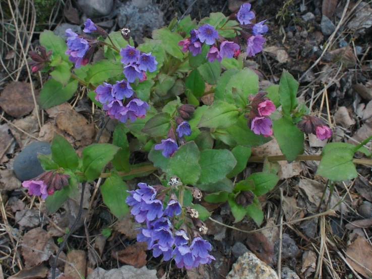 some purple and green plants that are in the dirt