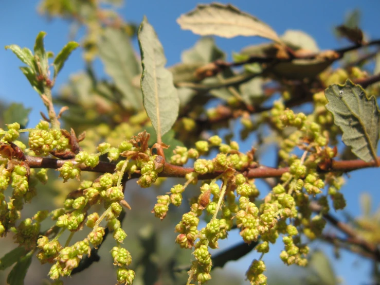 close up of flowers and leaves on a tree