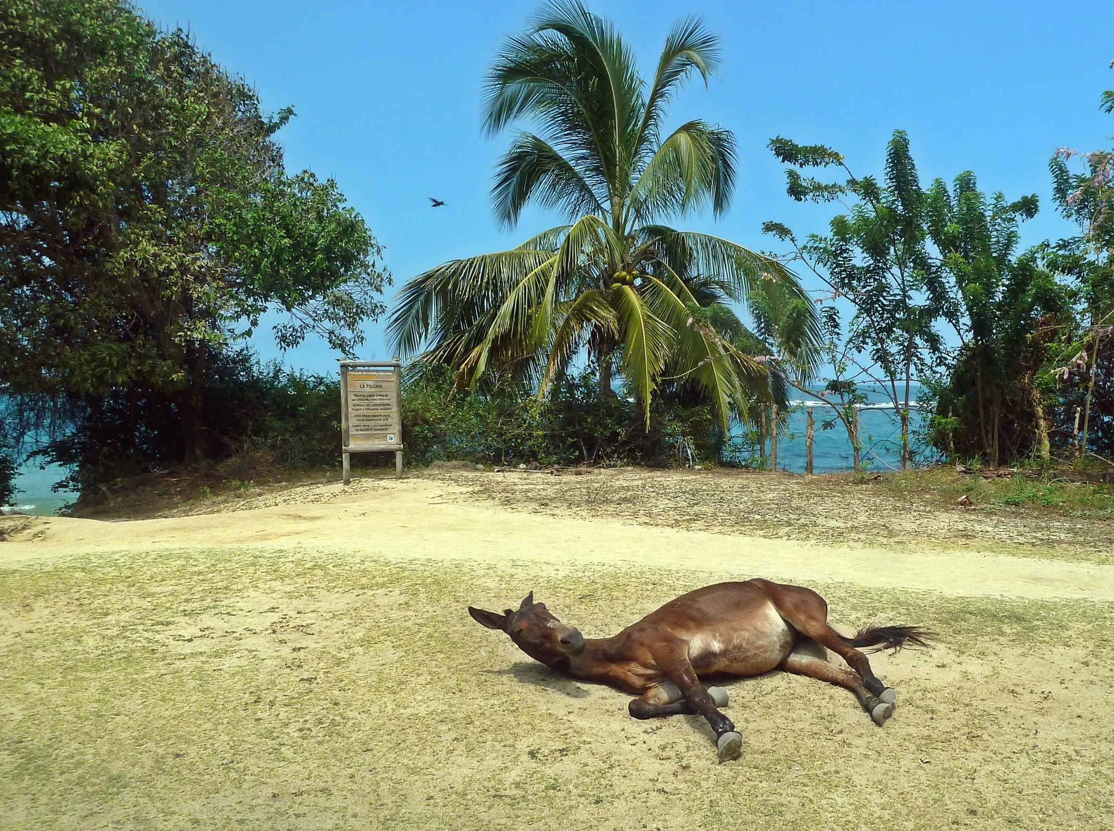 a horse laying down in a field next to some trees