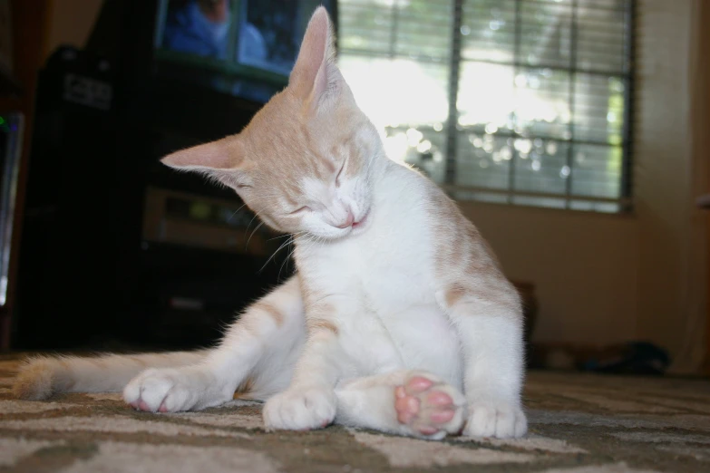 a white and brown cat sitting on the floor