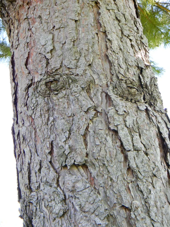 a tree trunk with lots of green leaves and nches