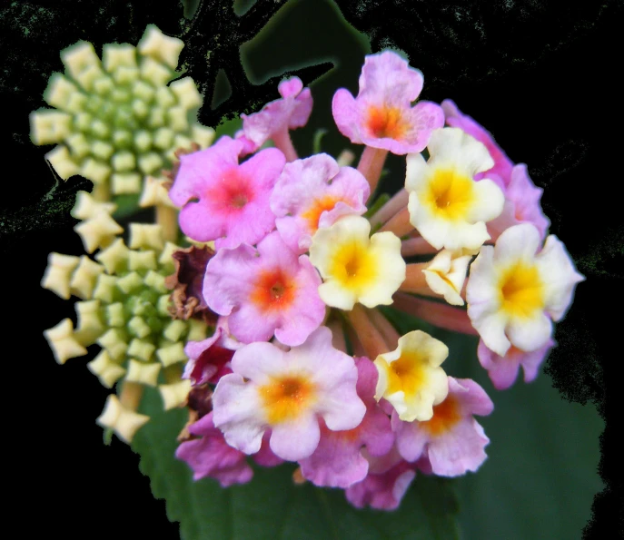 a bouquet of flowers on top of a table