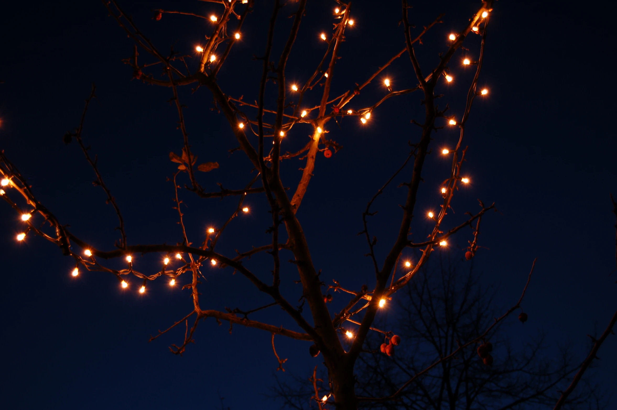 a lit tree in the night with several lights on