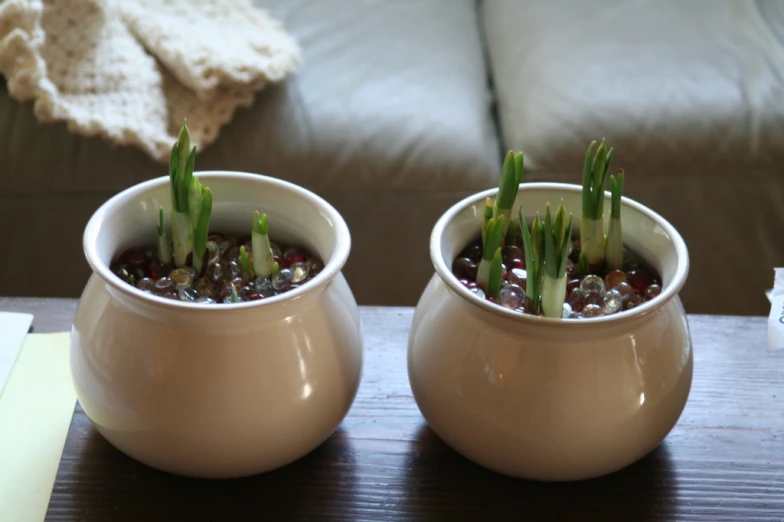 a close up of two vases with plants in them