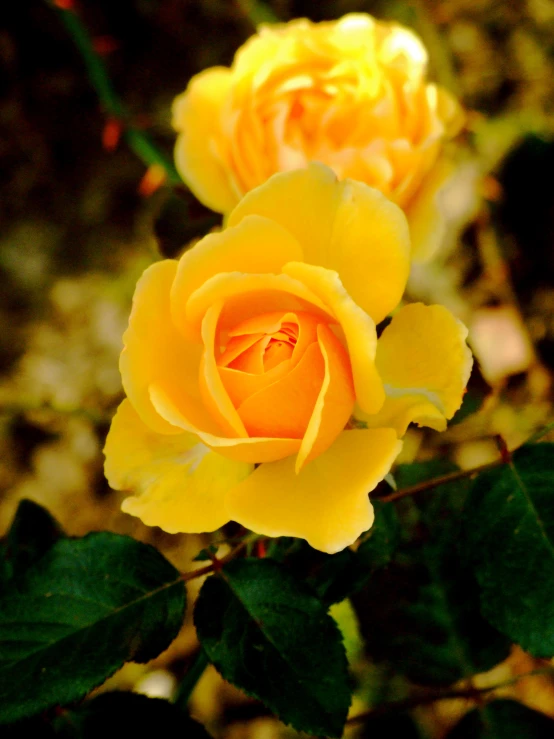 two yellow roses are in bloom together on the plant