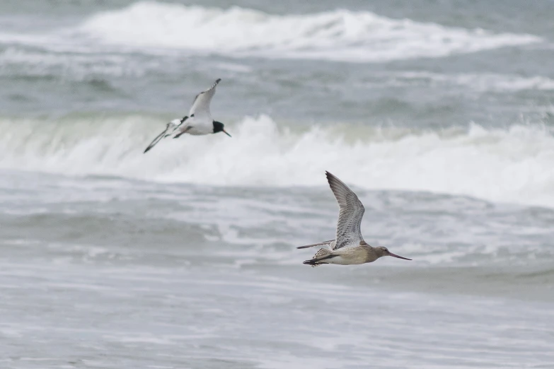 two seagulls flying next to the ocean on a beach