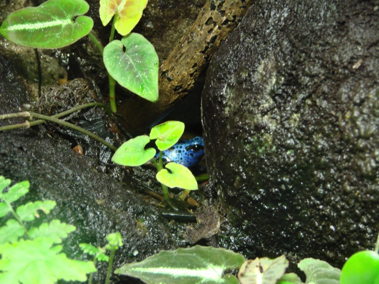 a colorful insect is laying in a corner among some plants