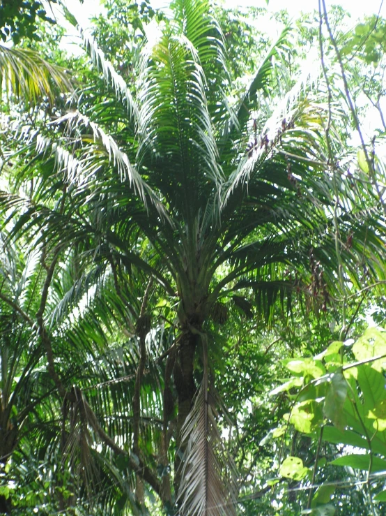 a palm tree in a forest filled with lots of trees
