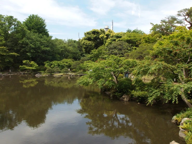 a river flows through an area surrounded by trees