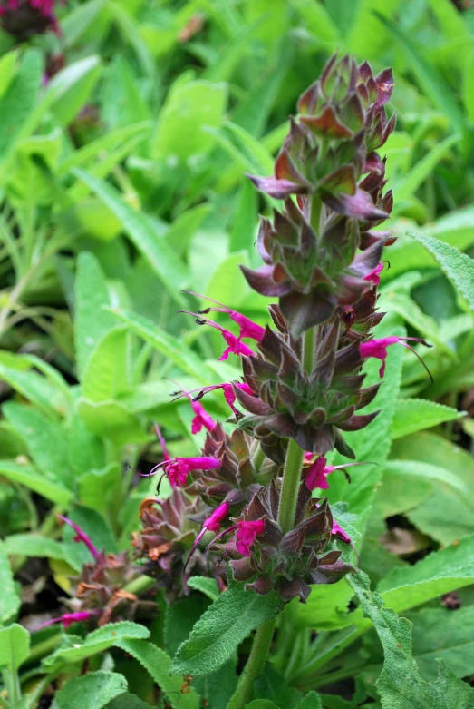 a close up of a flower with many green leaves