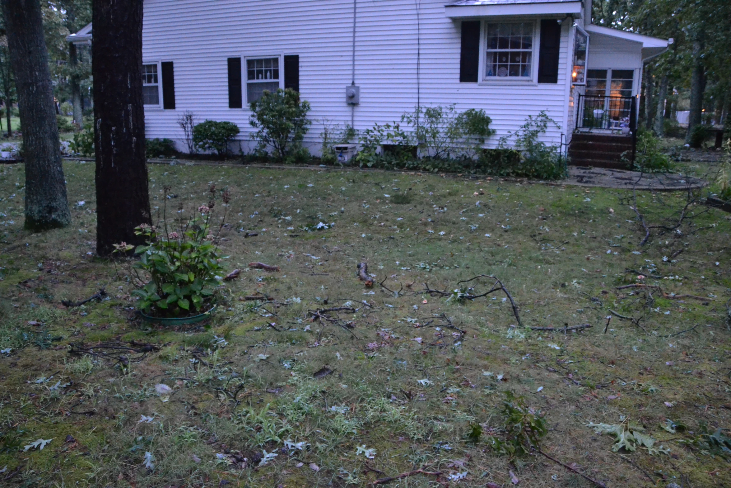 a lawn with plants and a white house in the background