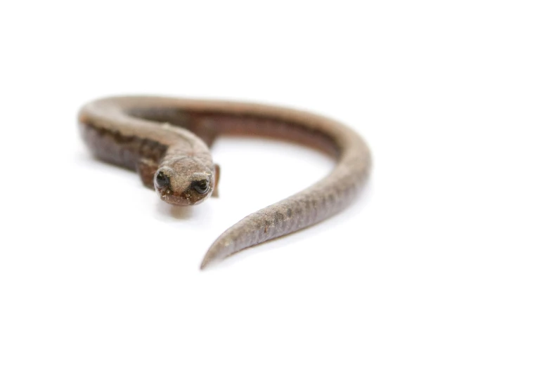 a large black and brown snake on white background