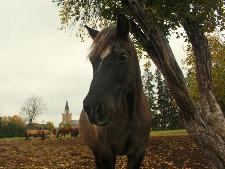 there is a horse standing next to a tree