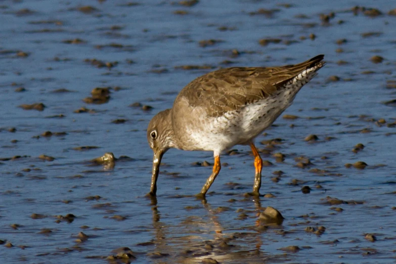 a small brown and white bird walking on a wet beach