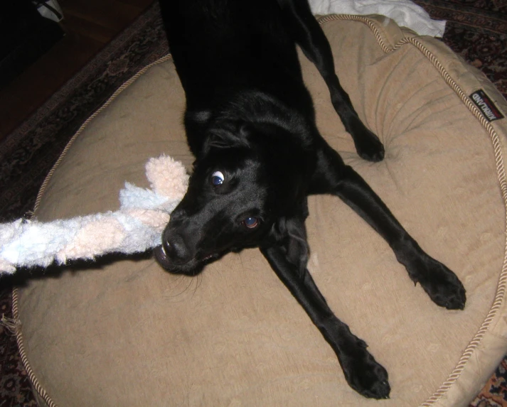 a black dog is playing on the floor with a toy