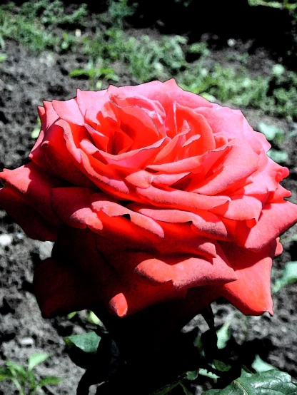 the blooming red rose has many petals