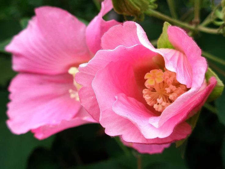 a close up of the inside of a flower