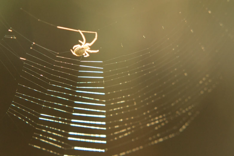 the spider is walking in the web of its web