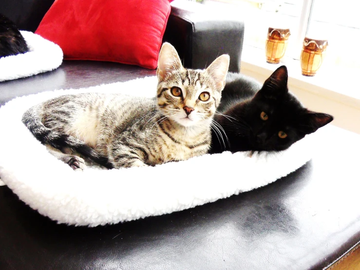 two cats laying on top of a black table