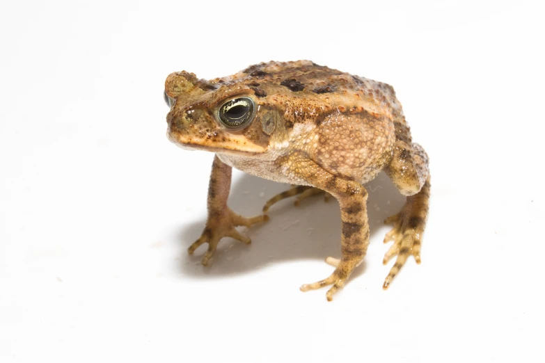 a picture of an animal on a white background