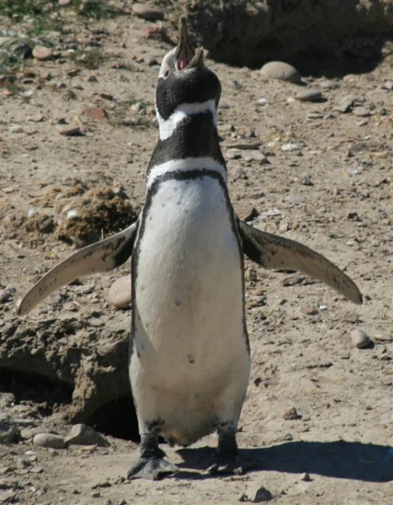 a penguin with it's back turned looking up