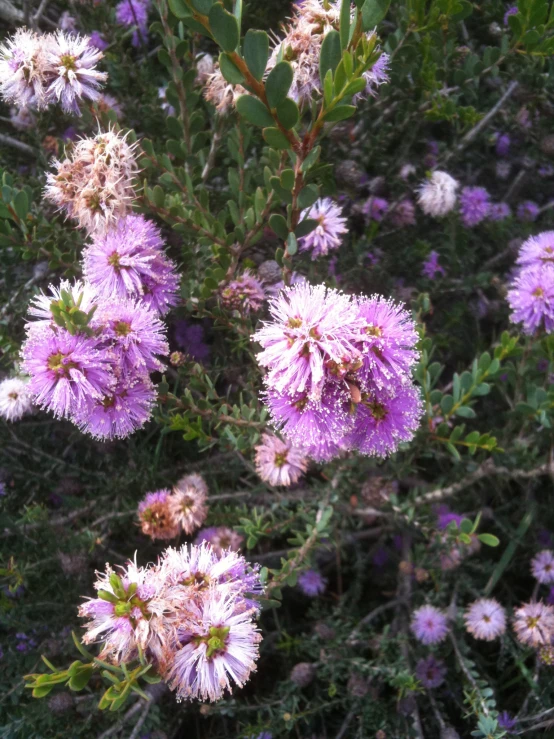 the purple flowers are blooming in the field