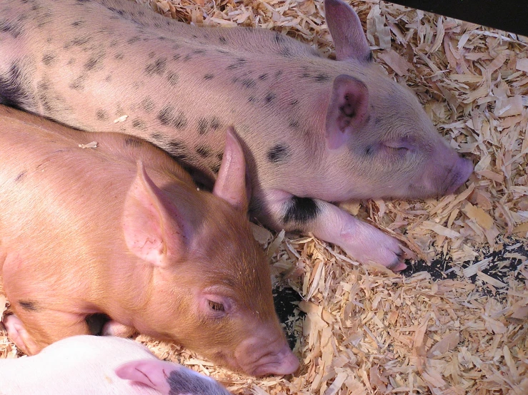 pigs in straw laying next to each other