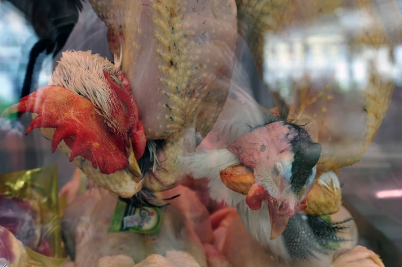 a close up image of many different birds with their beaks open