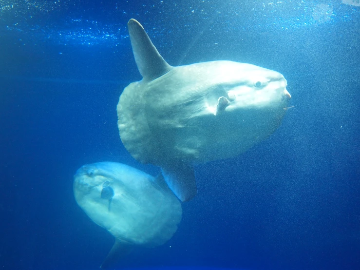 a large white fish floating in the water