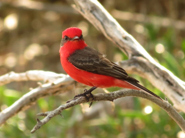 a small red bird perched on top of a tree nch