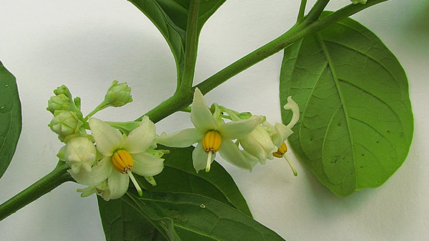 a few white flowers sitting on top of green leaves