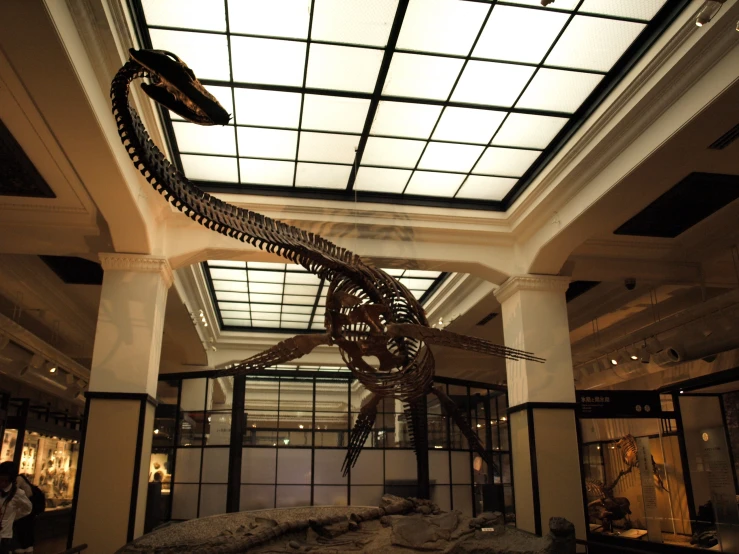 a dinosaur skeleton is in the middle of a museum