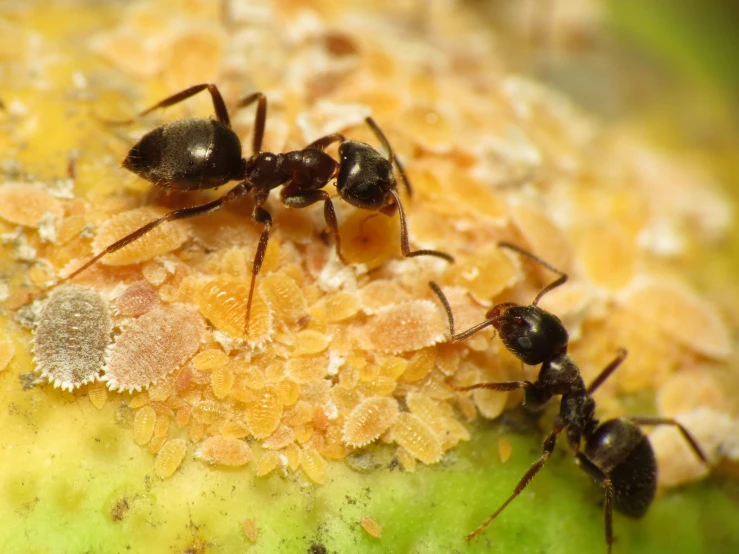 two black ants sitting on top of a piece of fruit