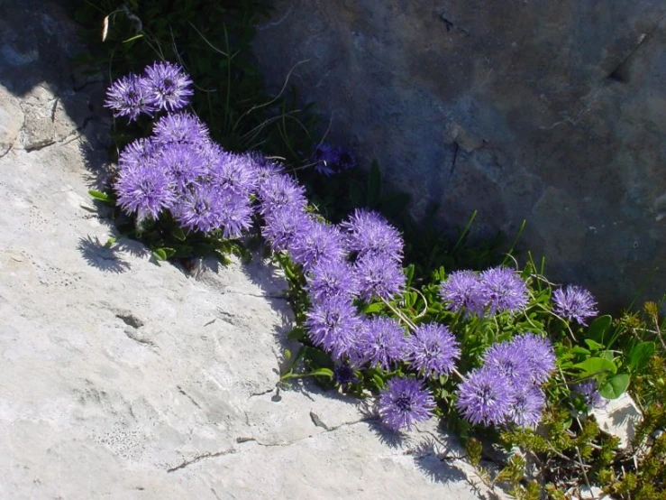 purple flowers are growing from the side of a rock