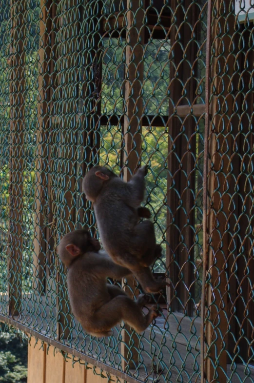 two small brown bears hanging out of a fence