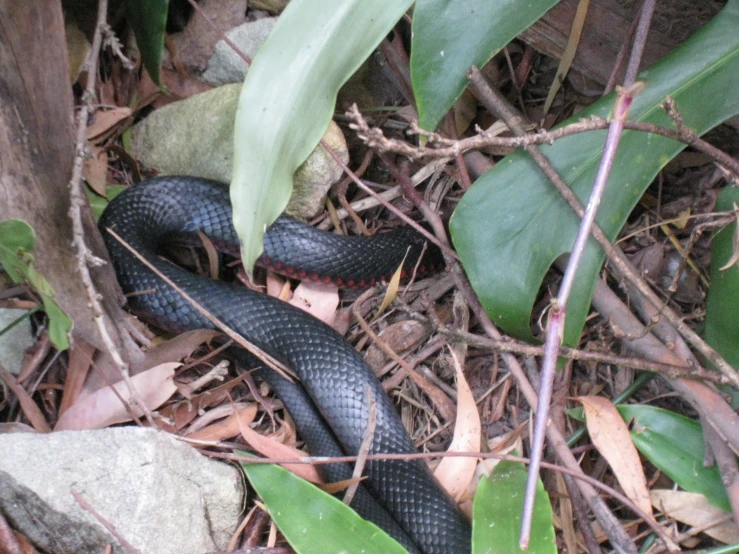 a brown and black snake sitting on the ground