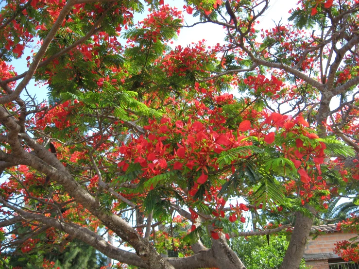 there is a red flowering tree that looks like flowers