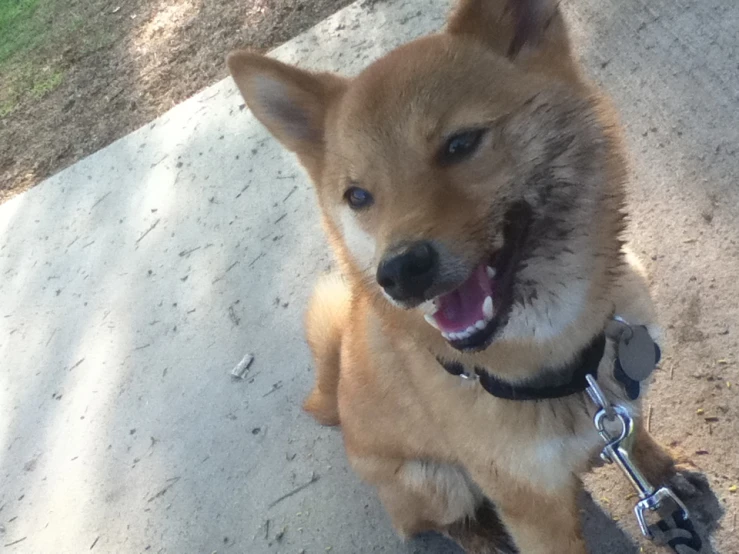 a dog lying on the ground, with it's face to the camera