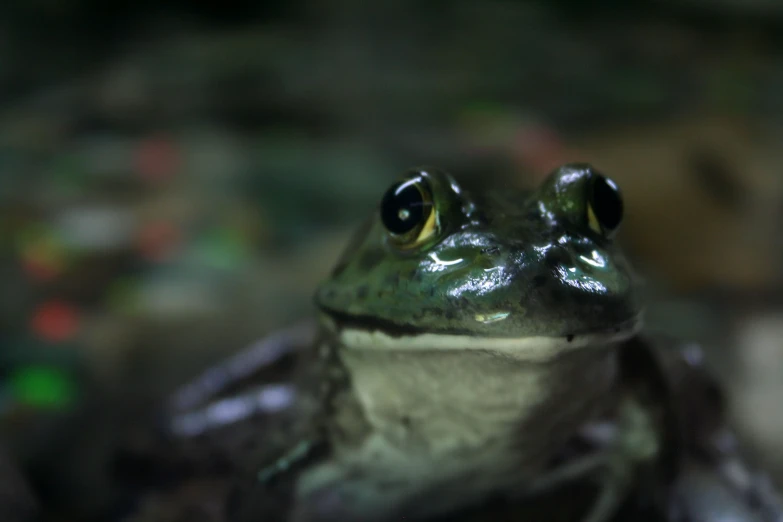 a close up view of a small frog with bulging eyes