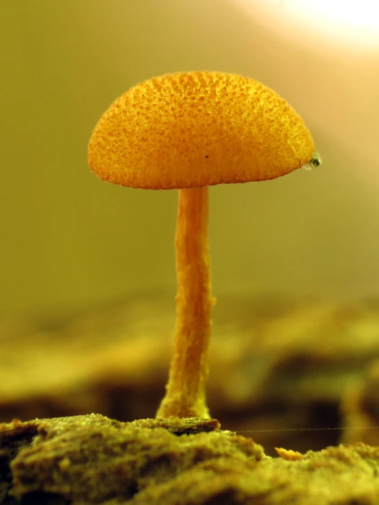 a small yellow mushroom that is on some dirt