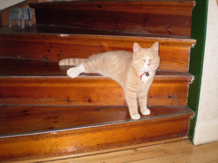 a cat on top of stairs looking up